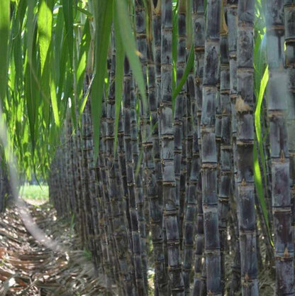 Sugar Cane Seeds