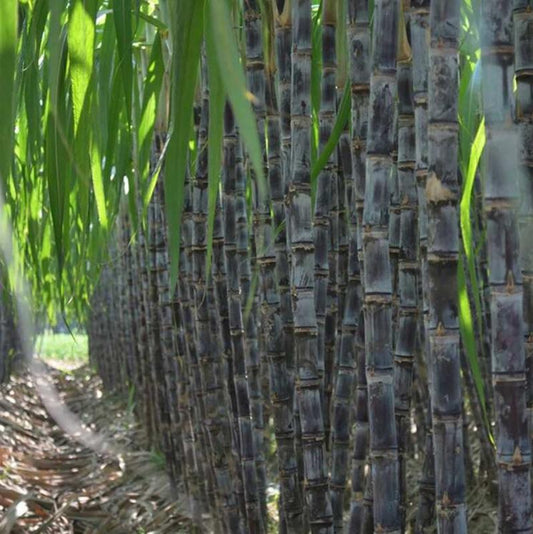 Sugar Cane Seeds